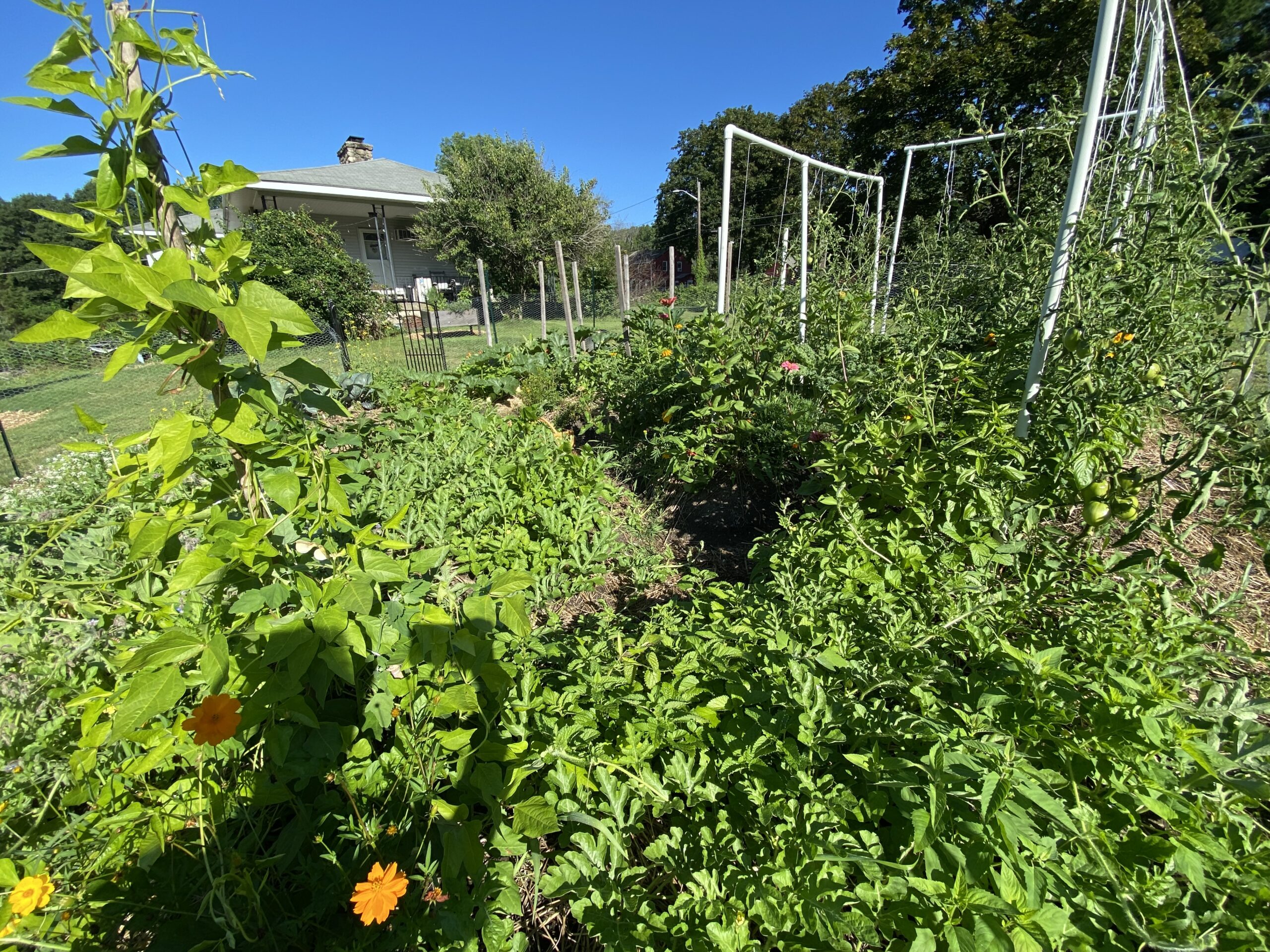 Low Maintenance Garden Guide